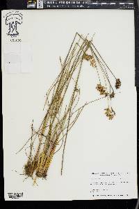 Juncus secundus image