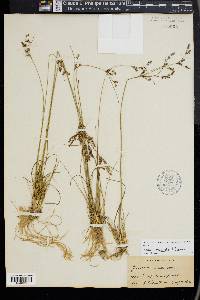 Juncus secundus image