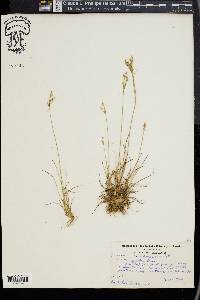 Juncus secundus image