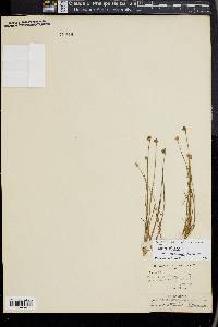 Juncus stygius var. americanus image