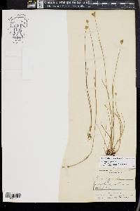 Juncus stygius var. americanus image