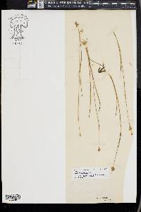 Juncus stygius var. americanus image