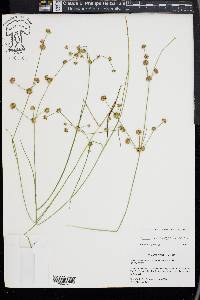 Juncus subcaudatus image