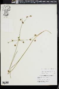 Juncus subcaudatus image