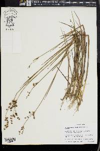 Juncus subcaudatus image