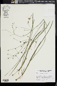 Juncus subcaudatus image