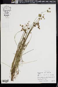 Juncus subcaudatus image