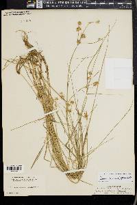 Juncus texanus image