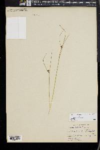 Juncus trifidus image