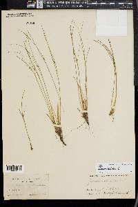 Juncus trifidus image