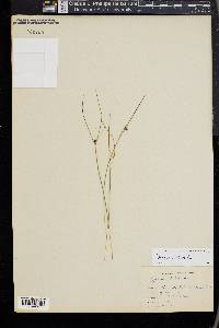 Juncus trifidus image