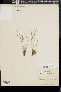 Juncus trifidus image