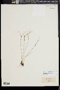 Juncus trifidus image