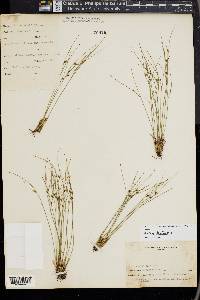 Juncus trifidus image