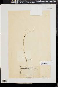 Juncus trifidus image