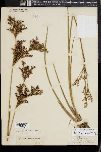 Juncus trigonocarpus image