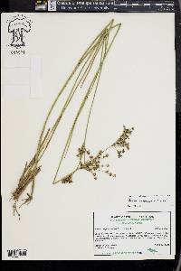 Juncus trigonocarpus image