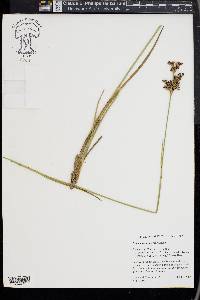 Juncus trigonocarpus image