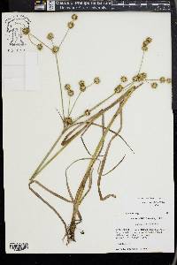 Juncus validus image