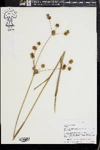 Juncus validus image