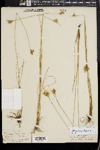 Juncus vaseyi image