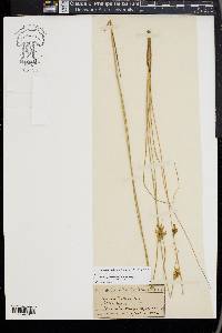 Juncus vaseyi image