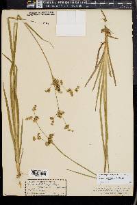 Juncus xiphioides image