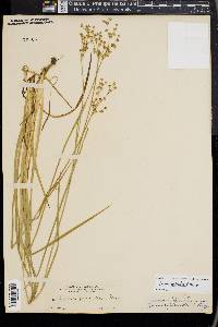 Juncus xiphioides image