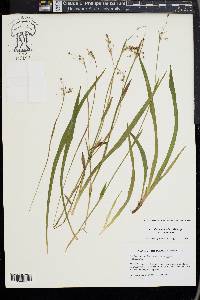 Luzula acuminata var. acuminata image