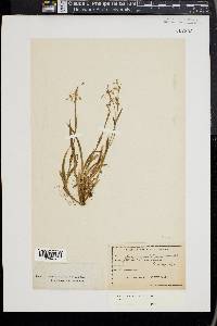 Luzula acuminata var. acuminata image