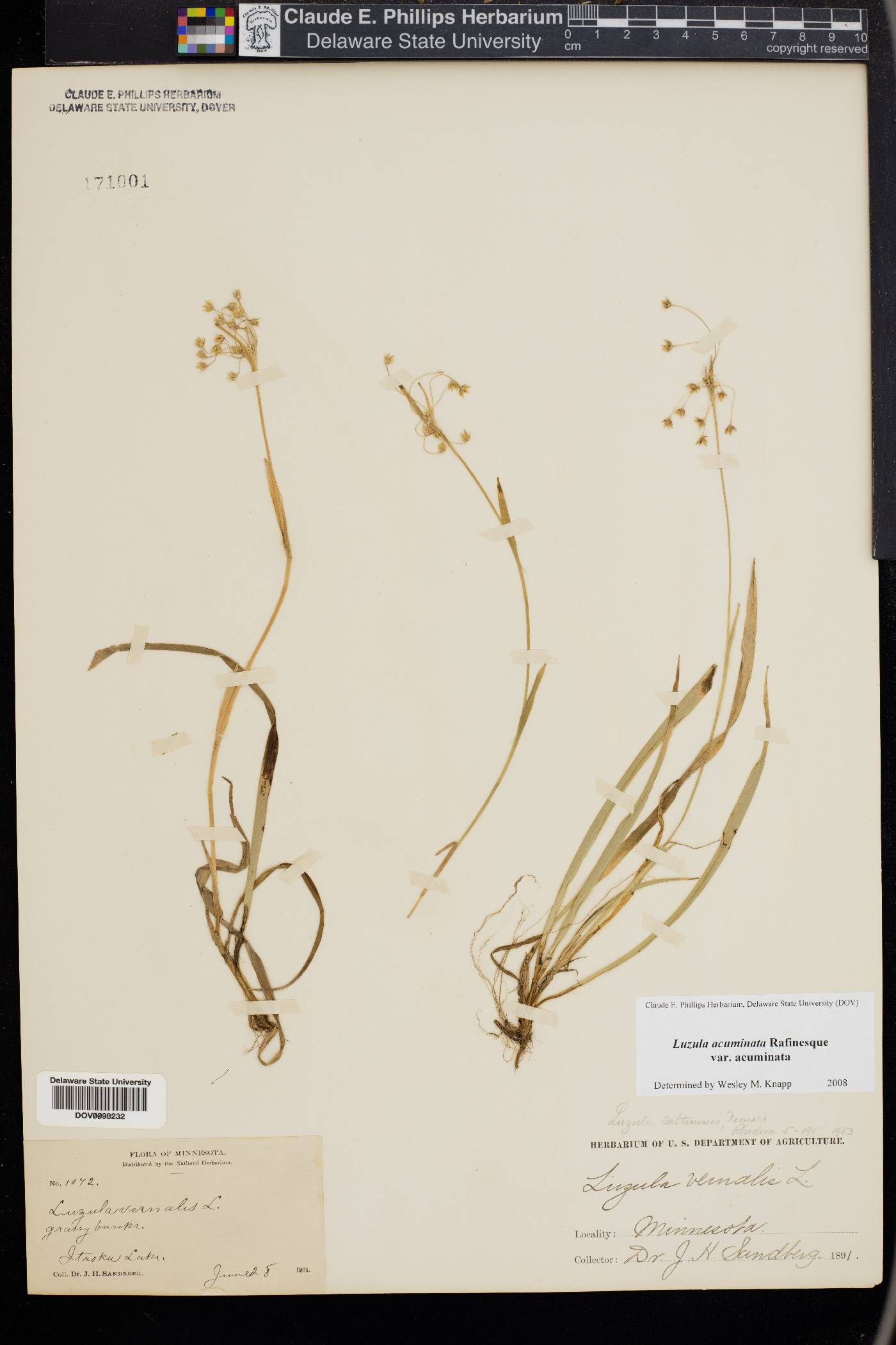 Luzula acuminata var. acuminata image