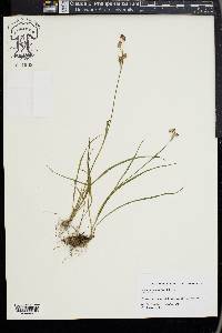 Luzula bulbosa image