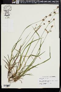 Luzula bulbosa image
