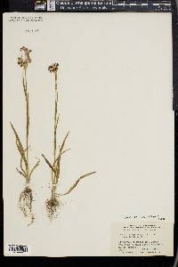 Luzula bulbosa image