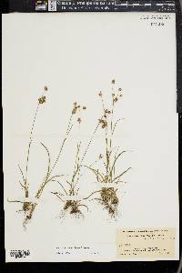 Luzula bulbosa image