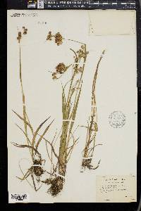Luzula bulbosa image