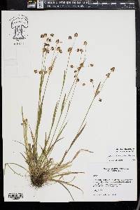 Luzula echinata image