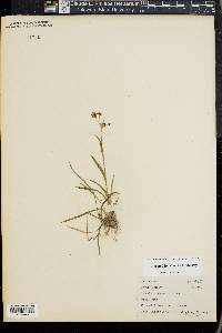 Luzula campestris image