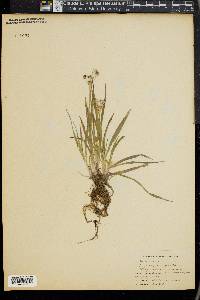 Luzula campestris image