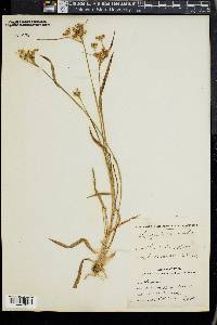 Luzula campestris image