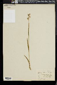Luzula campestris image