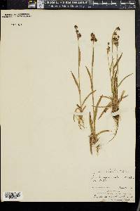 Luzula campestris image