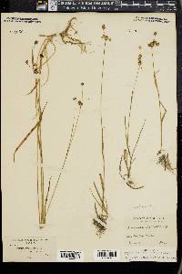 Luzula campestris image