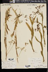 Luzula parviflora image