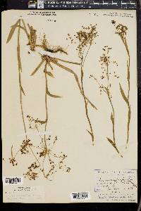 Luzula parviflora image