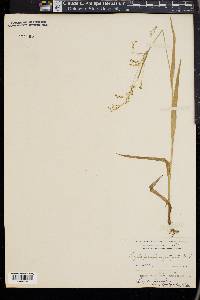 Luzula parviflora image