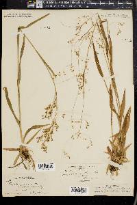 Luzula parviflora image