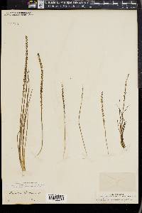 Triglochin striata image