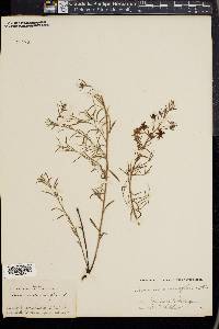 Krameria secundiflora image