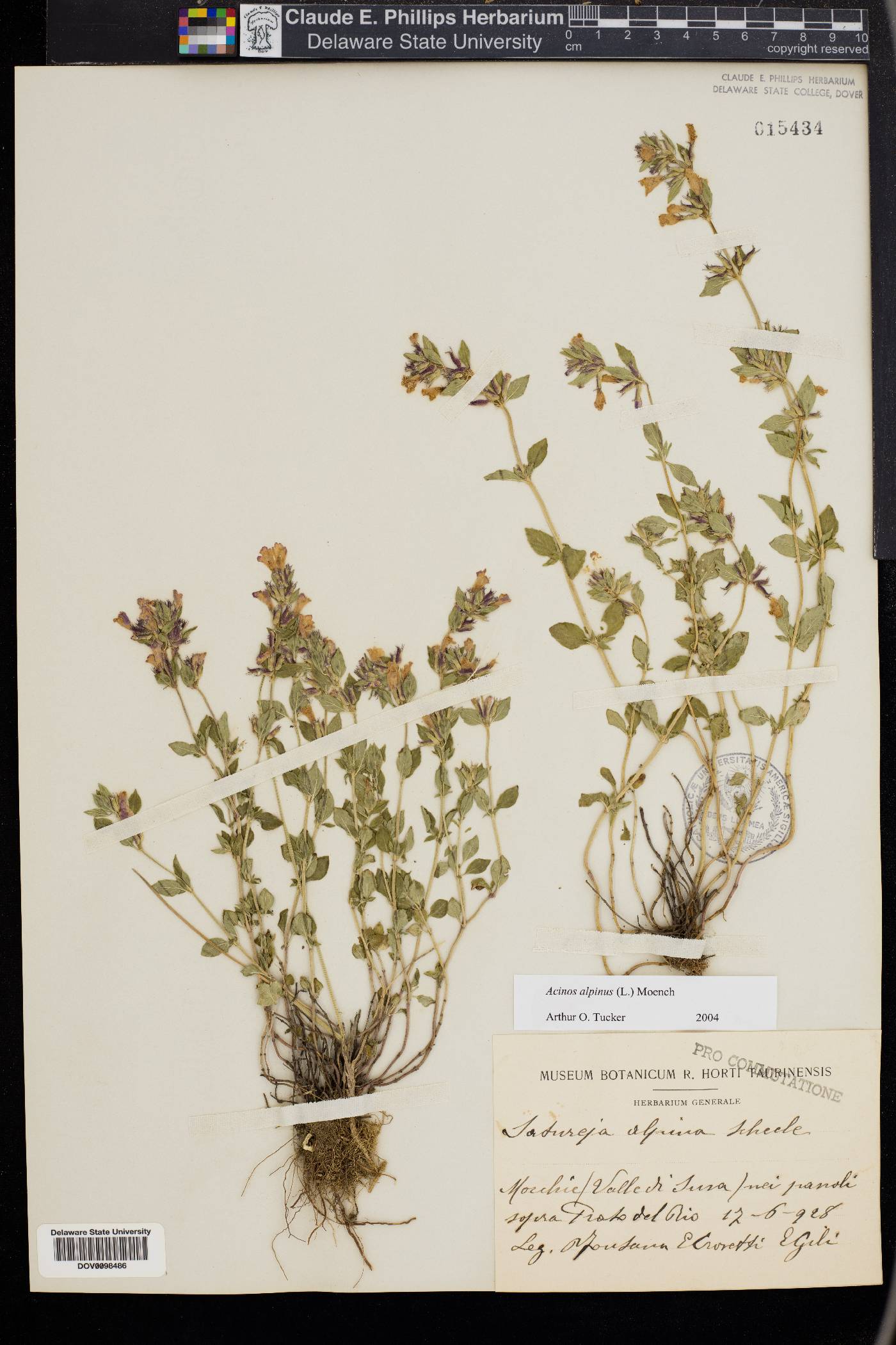 Acinos alpinus image